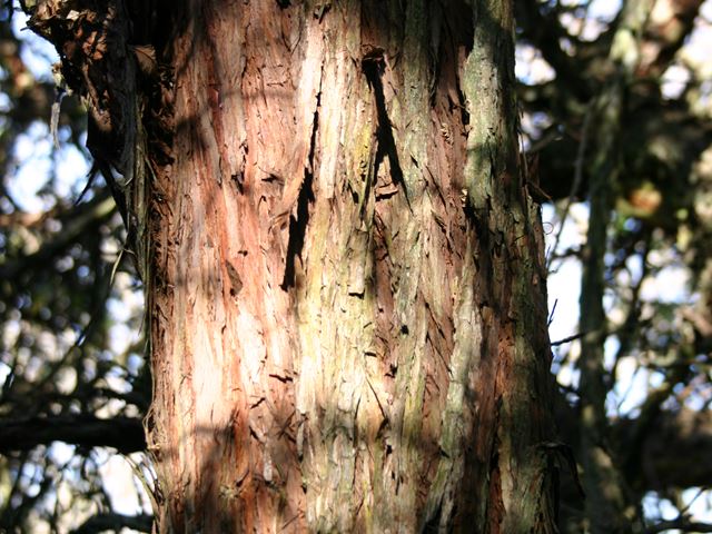 Leucosidea sericea mature stem bark