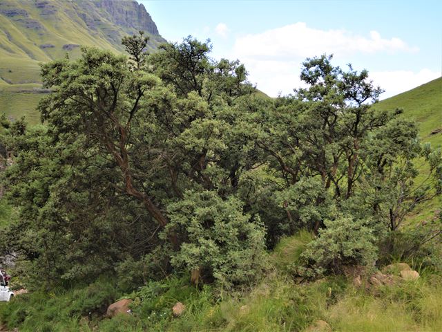 Leucosidea sericea small trees on Drakensberg outcrop