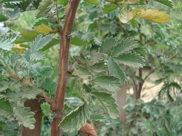 Leucosidea sericea young stem bark