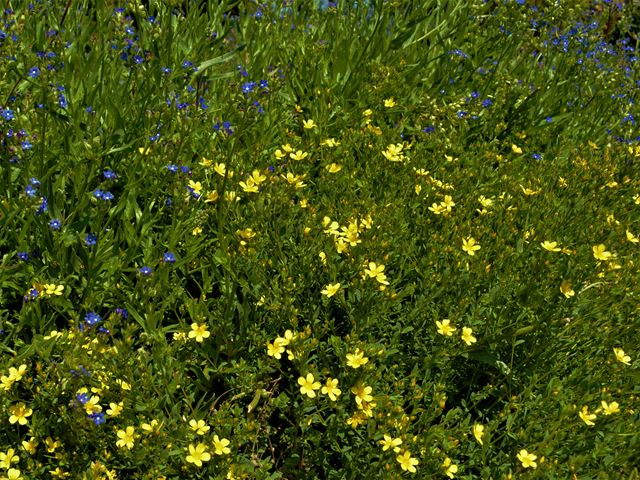 Linum africanum shrublet and Anchusa blue and yellow