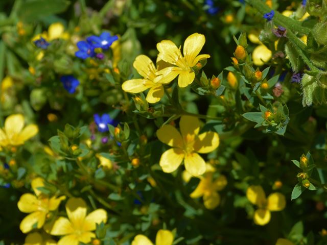Linum africanum yellow flowers bedding plant