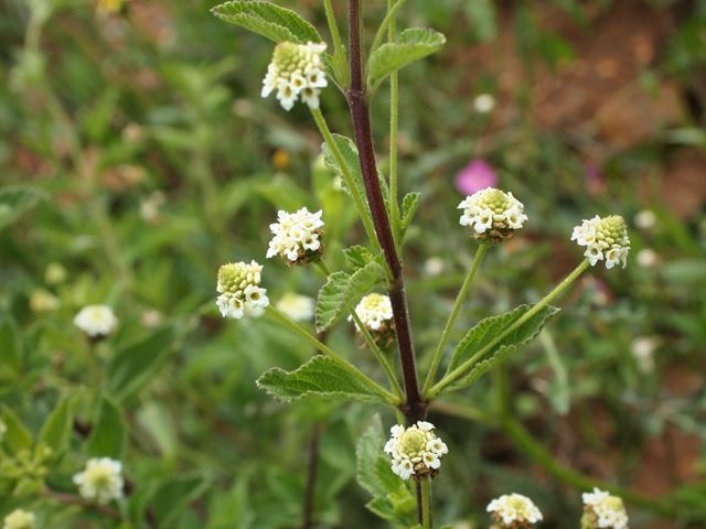 Lippia javanica aromatic foliage plant easy to grow