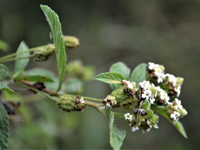 Lippia javanica aromatic leaves and white flowers