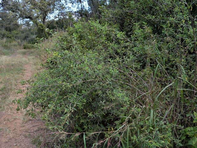Lippia javanica evergreen medium shrub