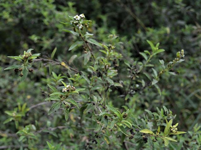 Lippia javanica family Verbenaceae