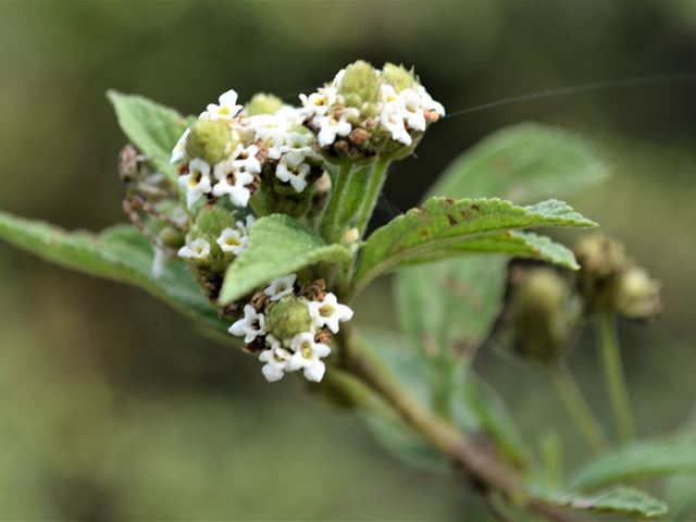 Lippia javanica waterwise fragrant medicinal flowering shrub