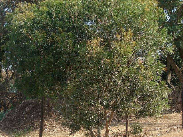 Loxostylis alata decorative tree