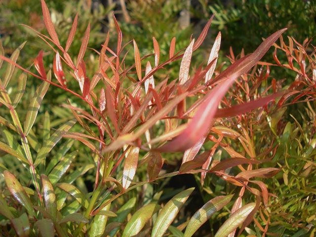 Loxostylis alata red new foliage