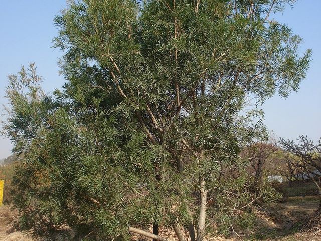 Loxostylis alata tree