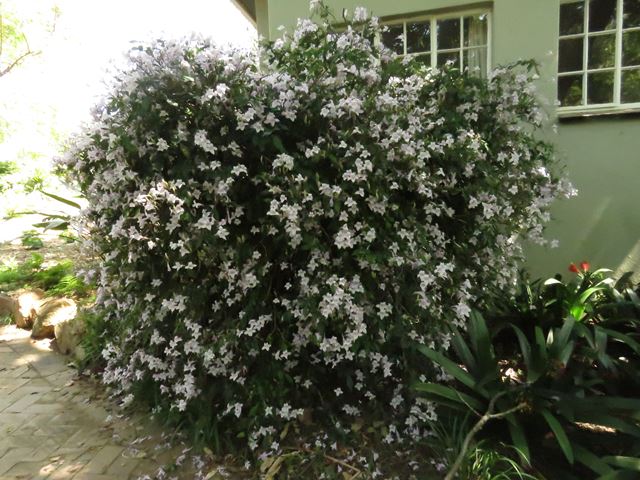Mackaya bella floriferous shrub