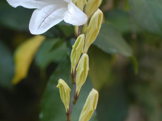 Mackaya bella flower and flower buds