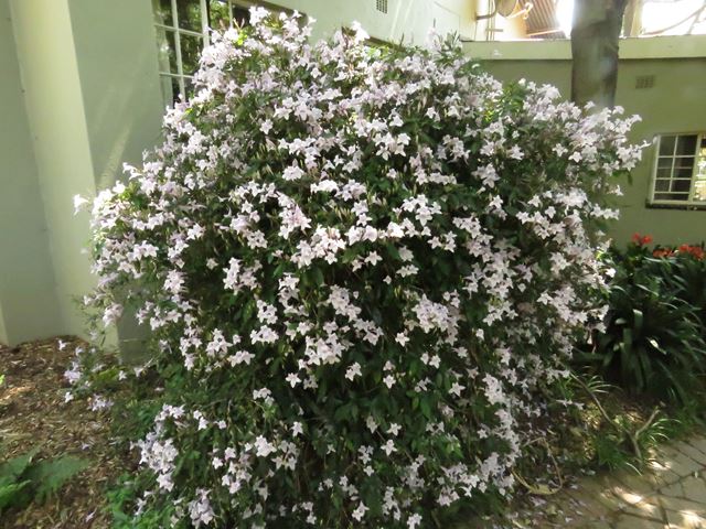 Mackaya bella flowering shrub