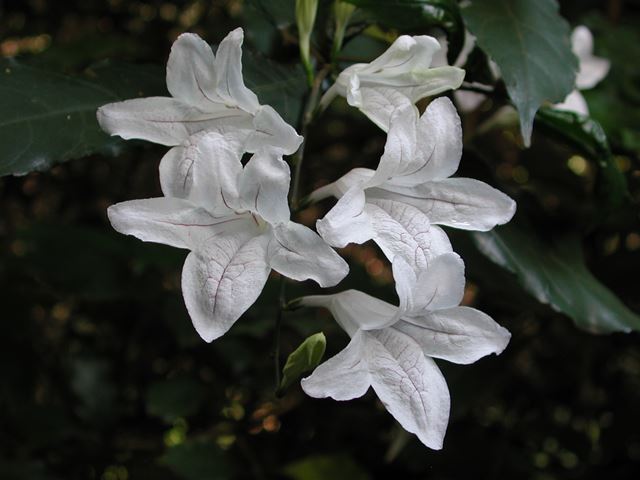 Mackaya bella flowers 1