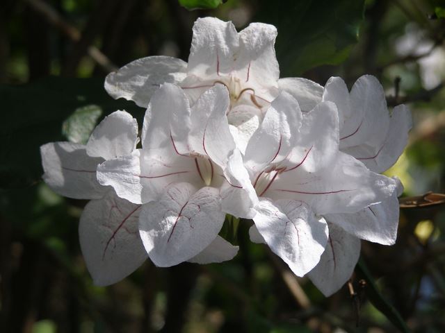 Mackaya bella flowers 2