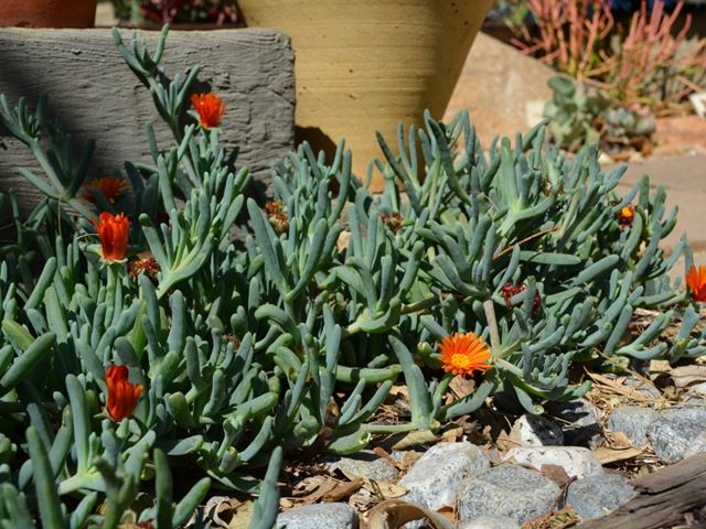 Malephora purpureo crocea orange dry gardening