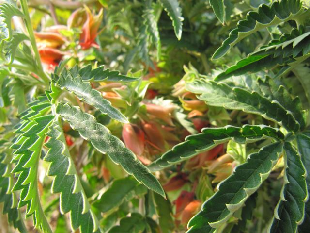 Melianthus comosus leaves