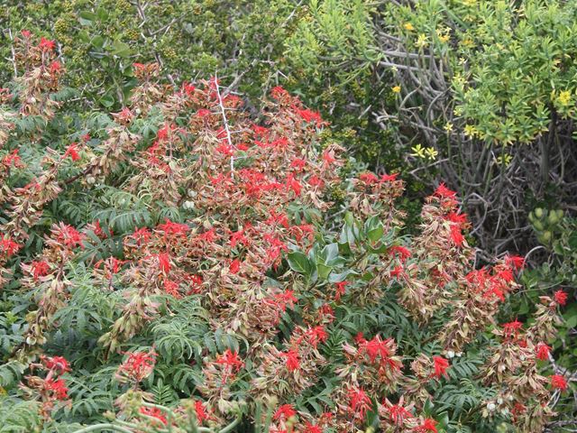 Melianthus comosus shrubs for birds