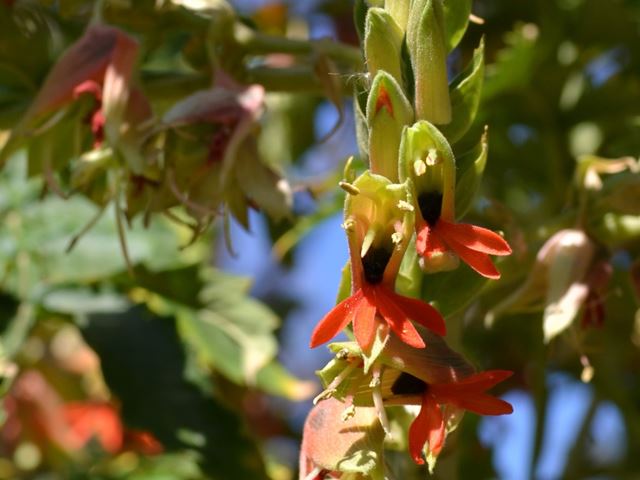 Melianthus dregeanus flowers with nectar