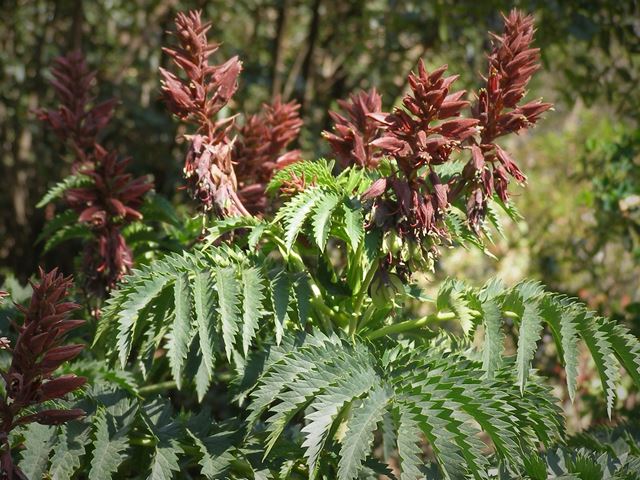 Melianthus major leaves and flowers