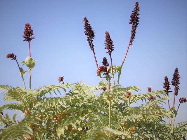 Melianthus major nectar flowers for sunbirds