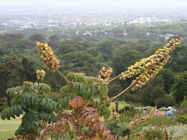 Melianthus major with seed pods