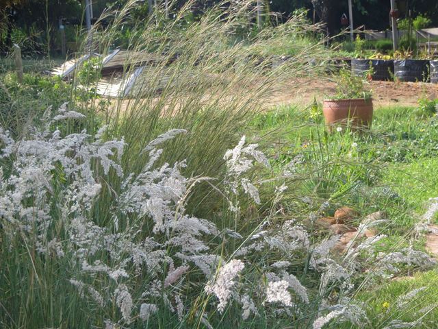 Melinis repens grass garden
