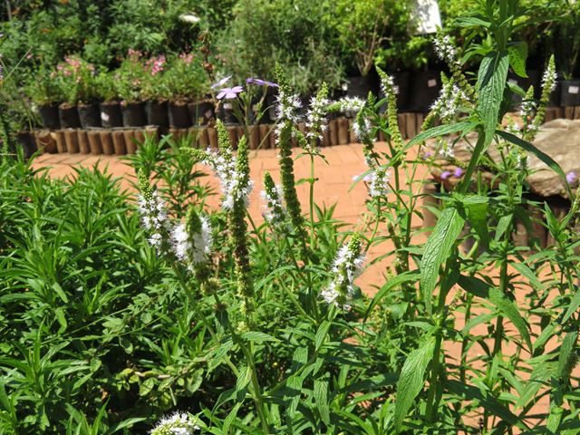 Mentha longifolia Random Harvest Nursery