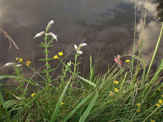 Mentha longifolia water loving plant for bank of pond