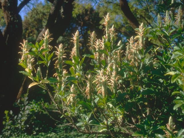 Metarungia longistrobus flowering shrub Random Harvest Nursery