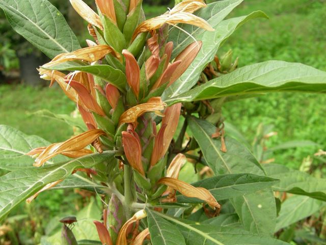 Metarungia longistrobus flowers 3