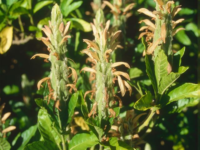 Metarungia longistrobus flowers on shrub
