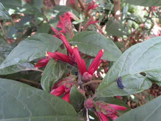 Metarungia pubinervia Red Sundbird Bush