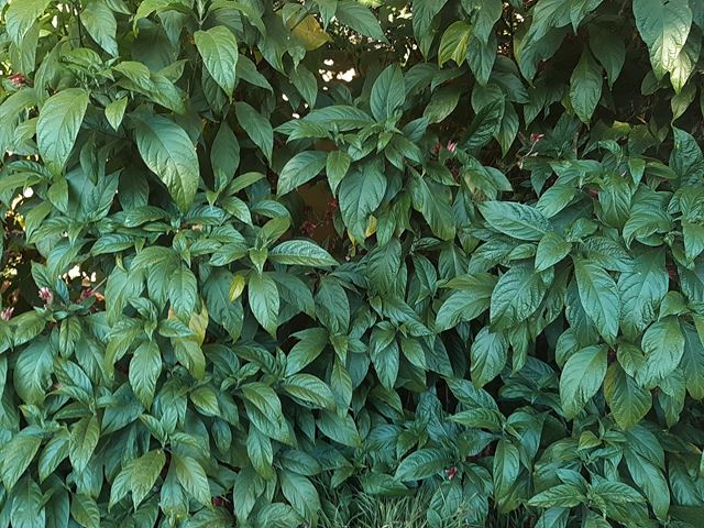 Metarungia pubinervia shrubs for shade