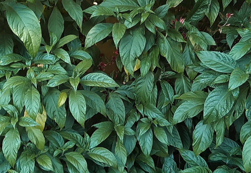 Metarungia pubinervia Rooisuikerbekkiebos Red Sunbird Bush