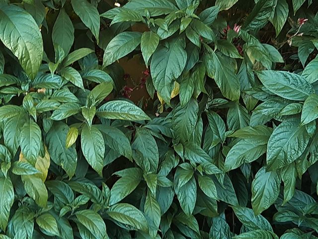 Metarungia pubinervia tropical looking shrubs for shade