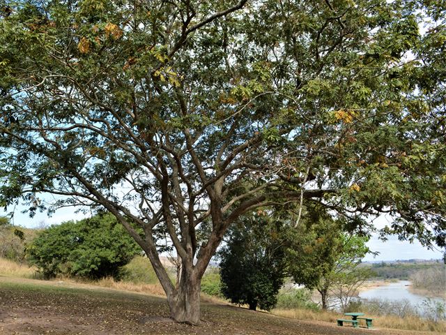 Millettia grandis Umzimbeet trees for parks