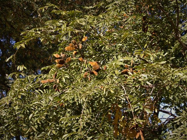 Millettia grandis Umzimbeet trees with Pods