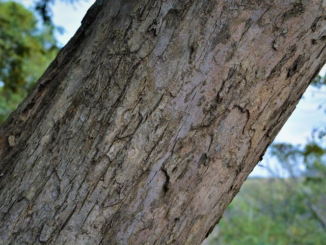 Millettia grandis bark