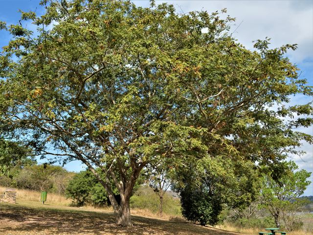 Millettia grandis indigenous flowering tree for schools