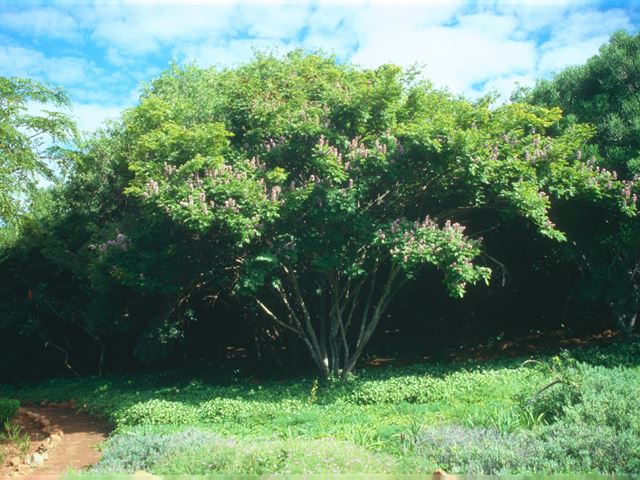 Millettia grandis tree in flower
