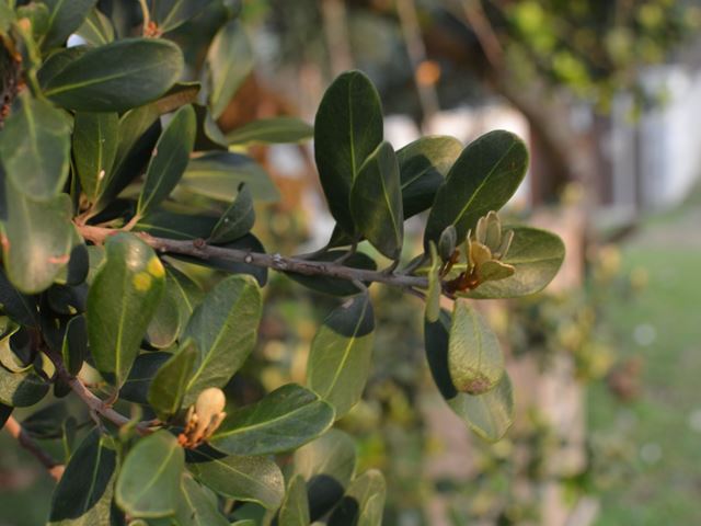 Mimusops caffra leaves