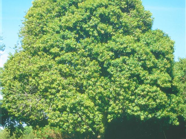 Mimusops zeyheri garden tree