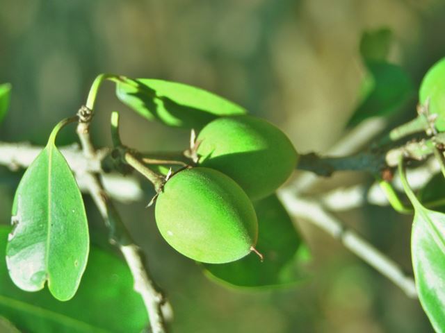 Mimusops zeyheri leaves and unripe fruit