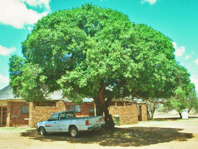 Mimusops zeyheri shade tree