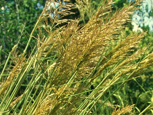 Miscanthus capensis ornamental grasses