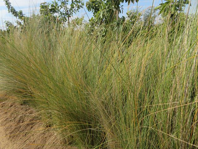 Miscanthus junceus tall grass for containers