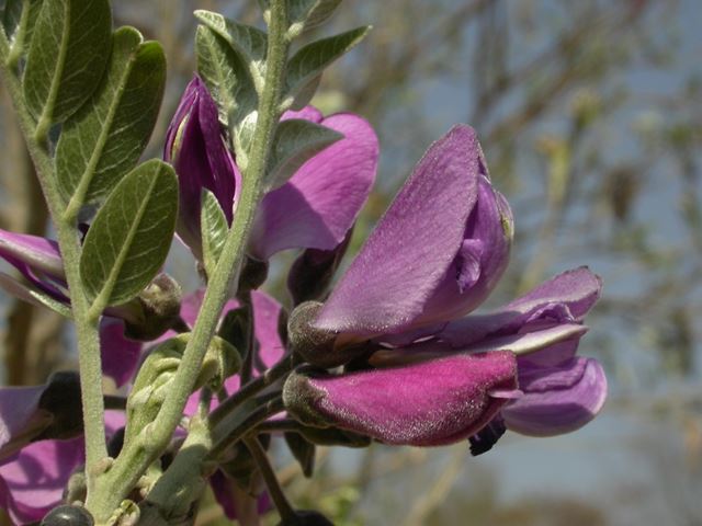Mundulea sericea flower side view