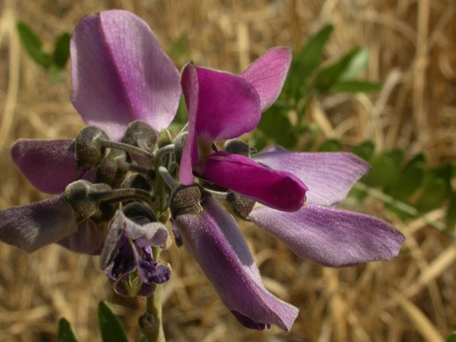 Mundulea sericea flowers 1
