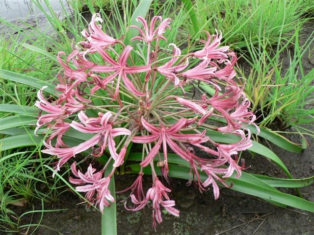 TÌNH YÊU CÂY CỎ ĐV4 - Page 2 Nerine-laticoma-indigenous-flowering-bulb