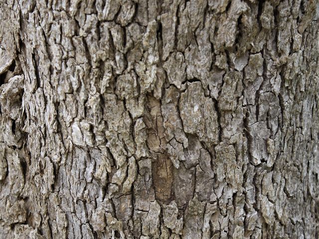 Nuxia floribunda Forest Elder bark